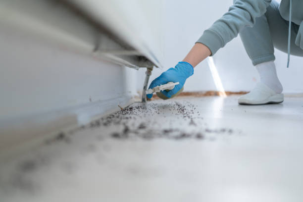 Best Flea Control Services  in Neah Bay, WA